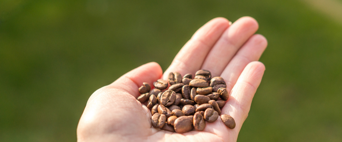 Biologische koffie: Duurzaam en eerlijk bij CoffeeMeister