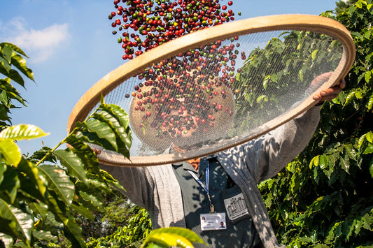 Weet jij wat Fairtrade koffie is?